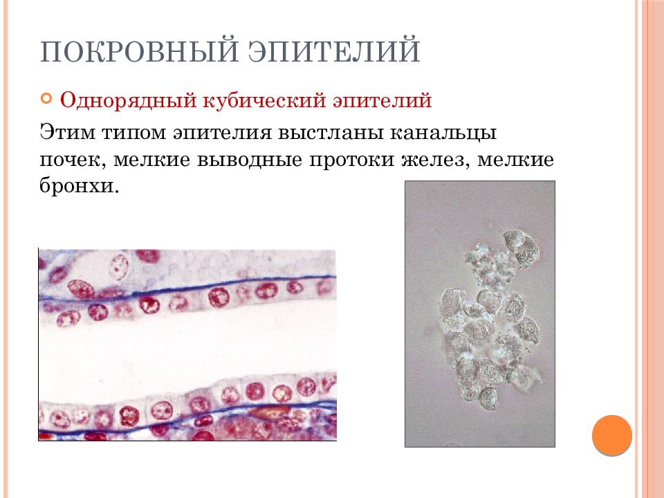 Принципы классификации тканей. Принципы классификации тканей
