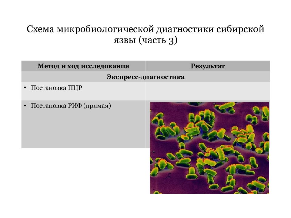 Диагноз сибирская язва. Сибирская язва диагностика. Схема микробиологической диагностики сибирской язвы. Экспресс диагностика сибирской язвы.