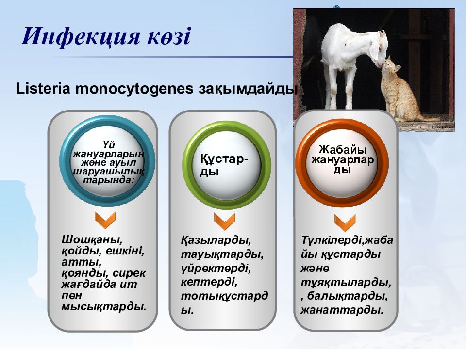 Листериоз лечение у человека