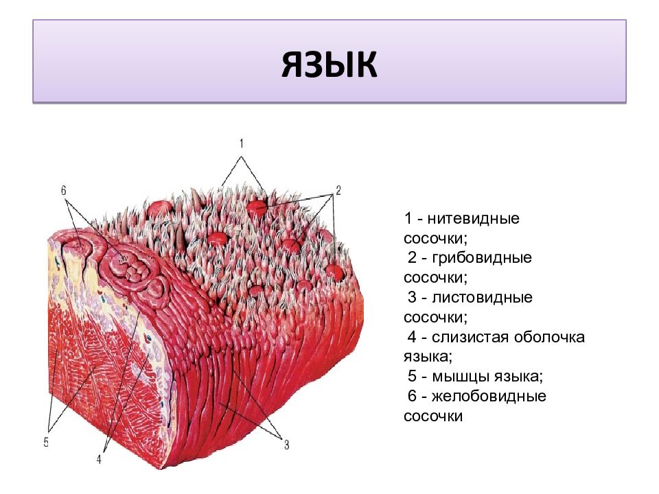 Строение слизистой оболочки языка рисунок