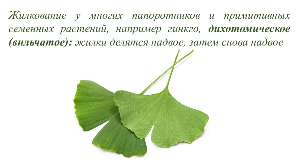 Особенности внешнего и внутреннего строения листа