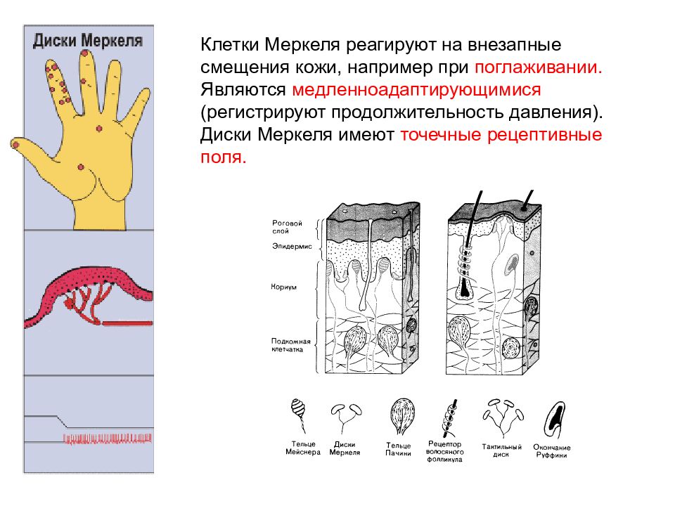 Механорецепторы. Диски Меркеля строение и функции. Диски Меркеля гистология. Тельца Меркеля строение. Клетки Меркеля строение.