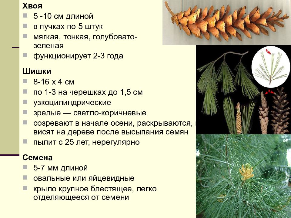 Длина хвои. Семейство сосновые Pinaceae. Общая характеристика сосновых. Характеристика семейства сосновые. Характеристика хвои.