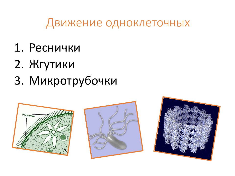 Движение е. Передвижение одноклеточных. Виды движения одноклеточных. Формула жгутика и реснички. Одноклеточные приколы.