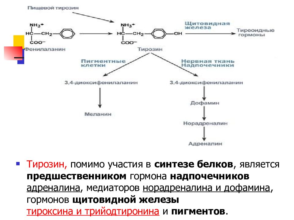 Синтез тирозина