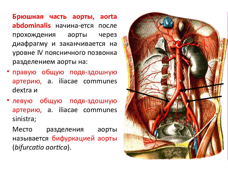 Презентация брюшная аорта