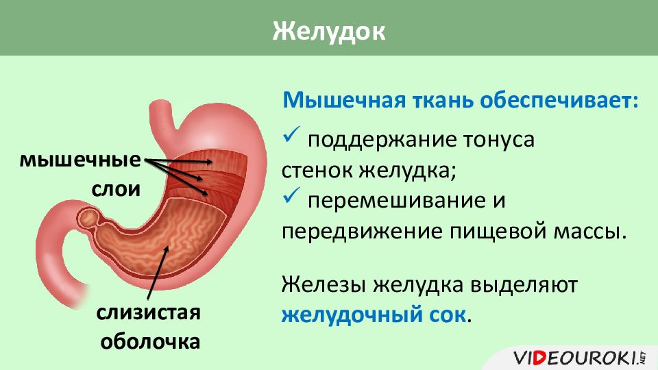 Желудок презентация по анатомии