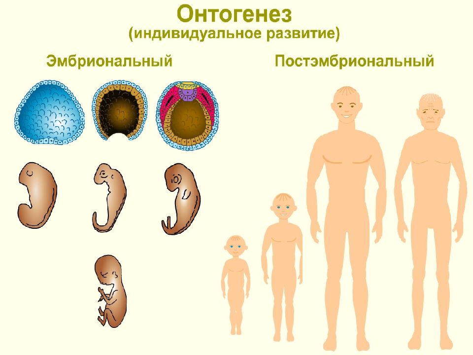 Индивид развитие организма