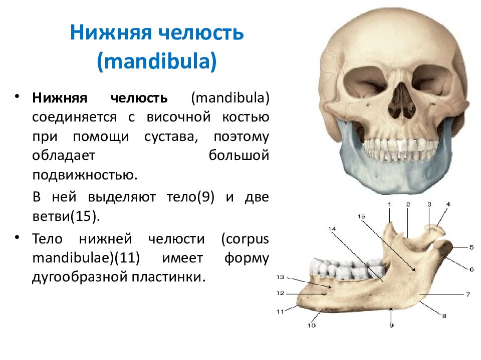 Анатомия челюсти. Барракуда строение челюсти.