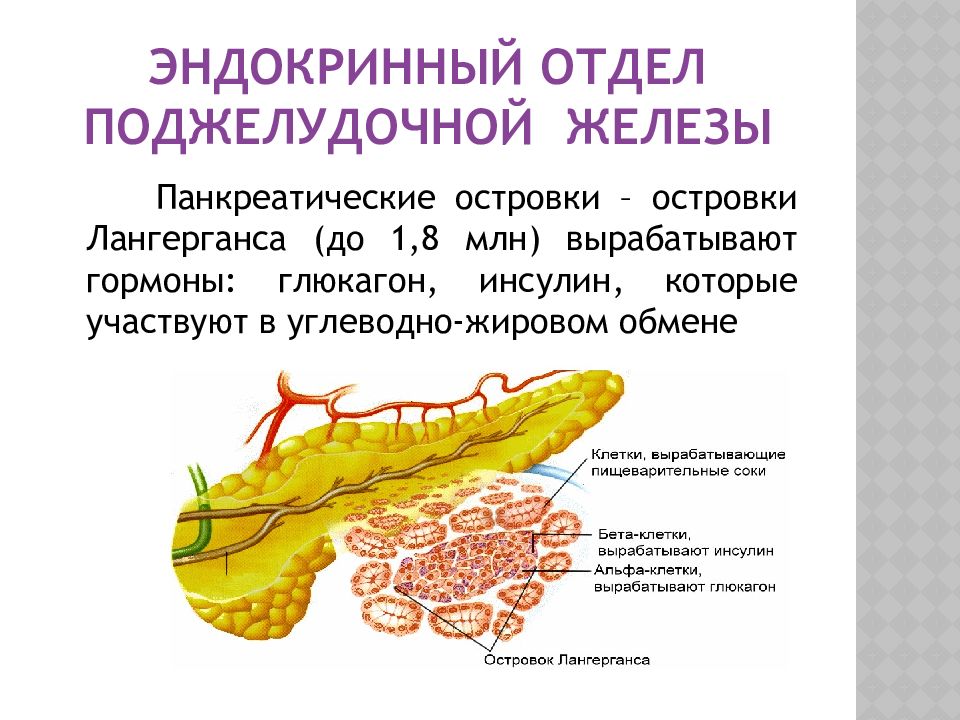 Отделы железы. Строение поджелудочной железы островки Лангерганса. Эндокринная часть поджелудочной железы. Строение эндокринного отдела поджелудочной железы. Строение эндокринной части поджелудочной железы.