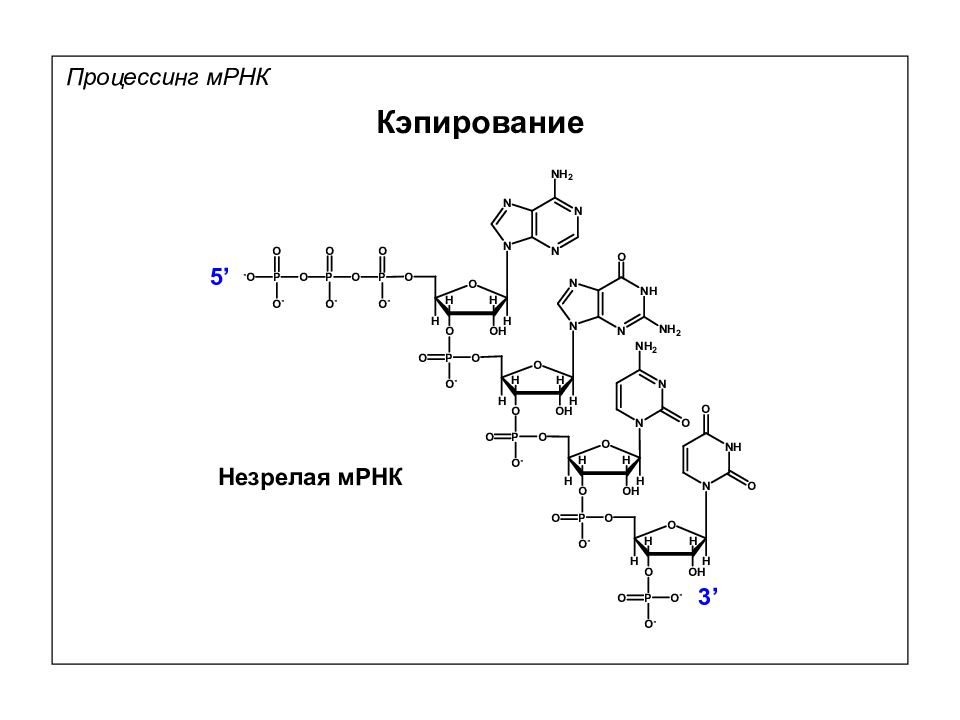 Мрнк. Структура МРНК биохимия. Строение участка РНК. МРНК схема строения. Строение МРНК биохимия.