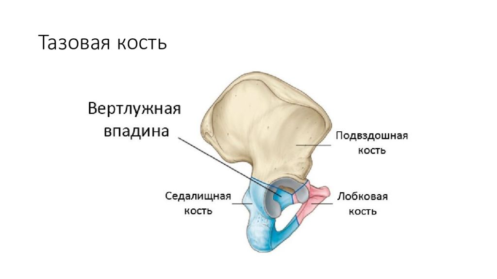 Лонная и седалищная кость. Таз анатомия вертлужная впадина. Вертлужная впадина кость.