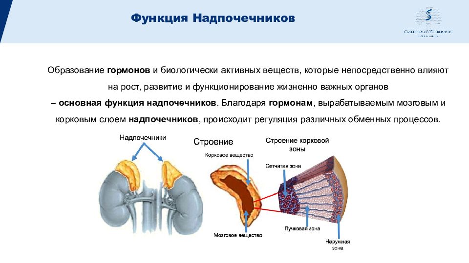 Функции надпочечников