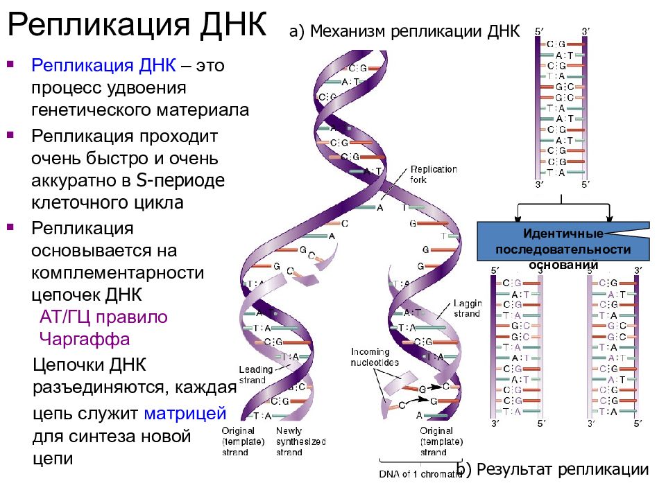 Презентация репликация днк 10 класс профильный уровень