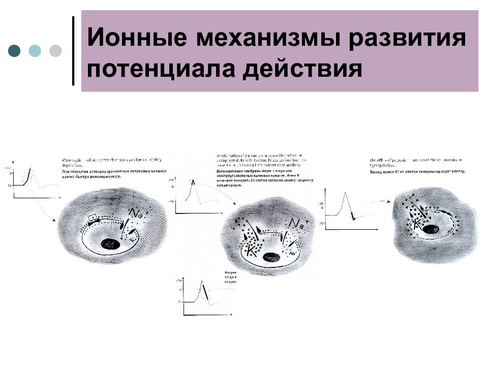 Ионный механизм. Ионный механизм развития Пд.. Ионные механизмы возникновения Пд. Ионные механизмы возникновения потенциала.. Ионный механизм формирования пикообразных потенциалов действия.