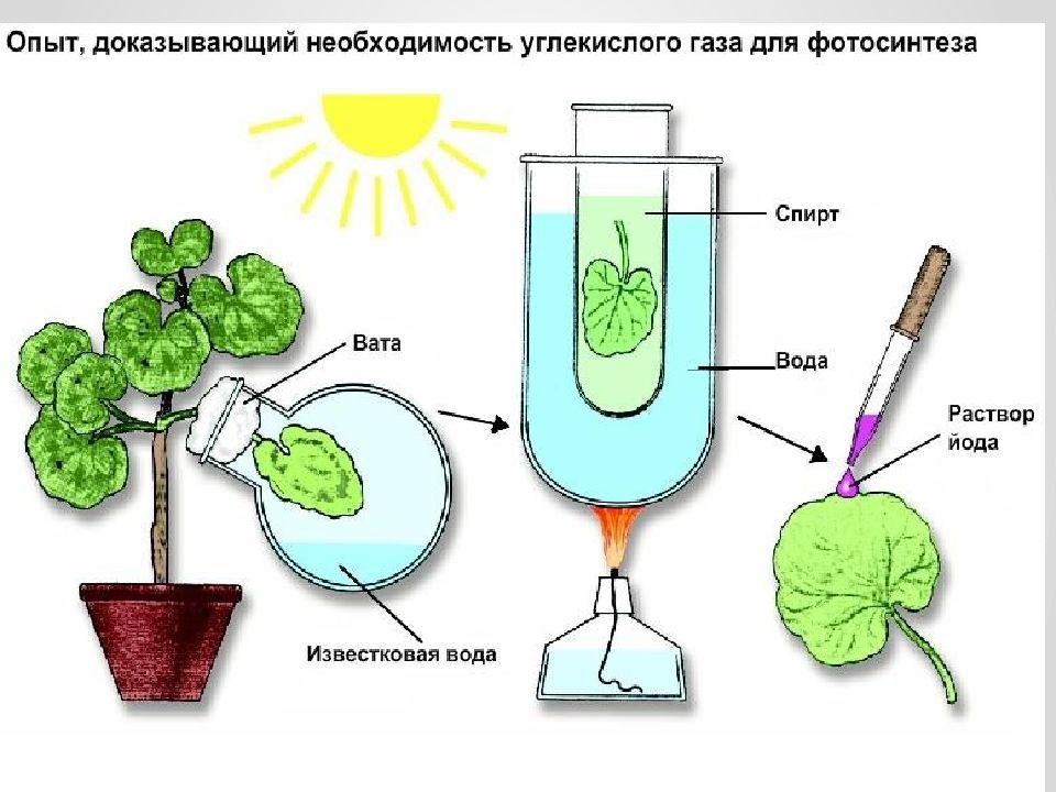 Повышение продуктивности фотосинтеза в искусственных экологических системах проект