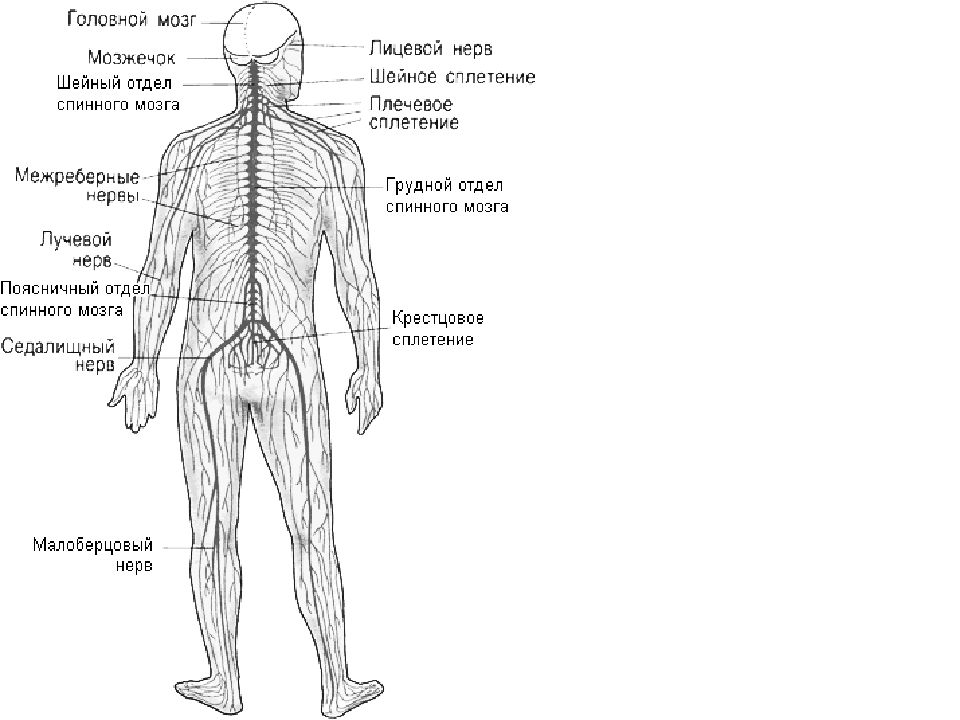Расположение нервов на теле человека схема фото и описание