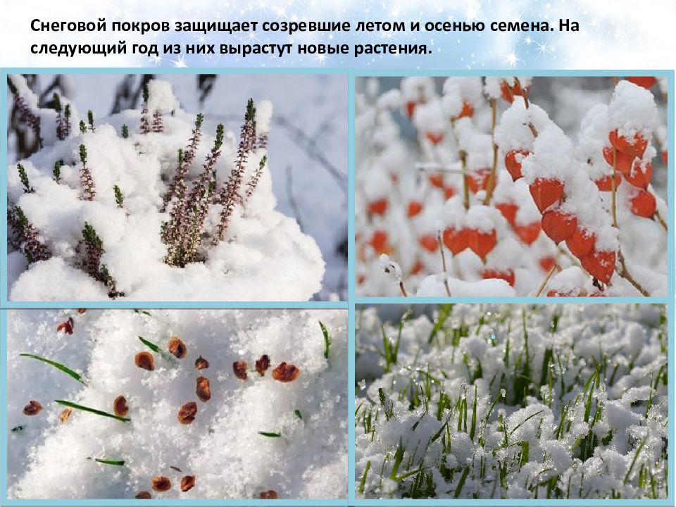 Снег сохраняет тепло. Растения зимой. Растения зимой для дошкольников. Растения под снегом. Растения зимующие под снегом.