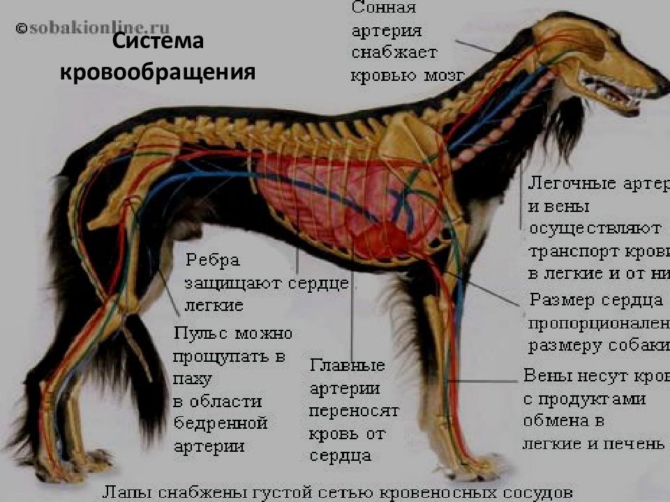 Кровообращение конечностей животных. Кровеносная система собаки анатомия. Кровеносная система у собаки конечности. Строение кровеносной системы собаки. Строение собаки внутренние органы.