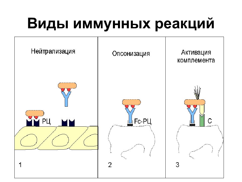 Серологические реакции рисунки