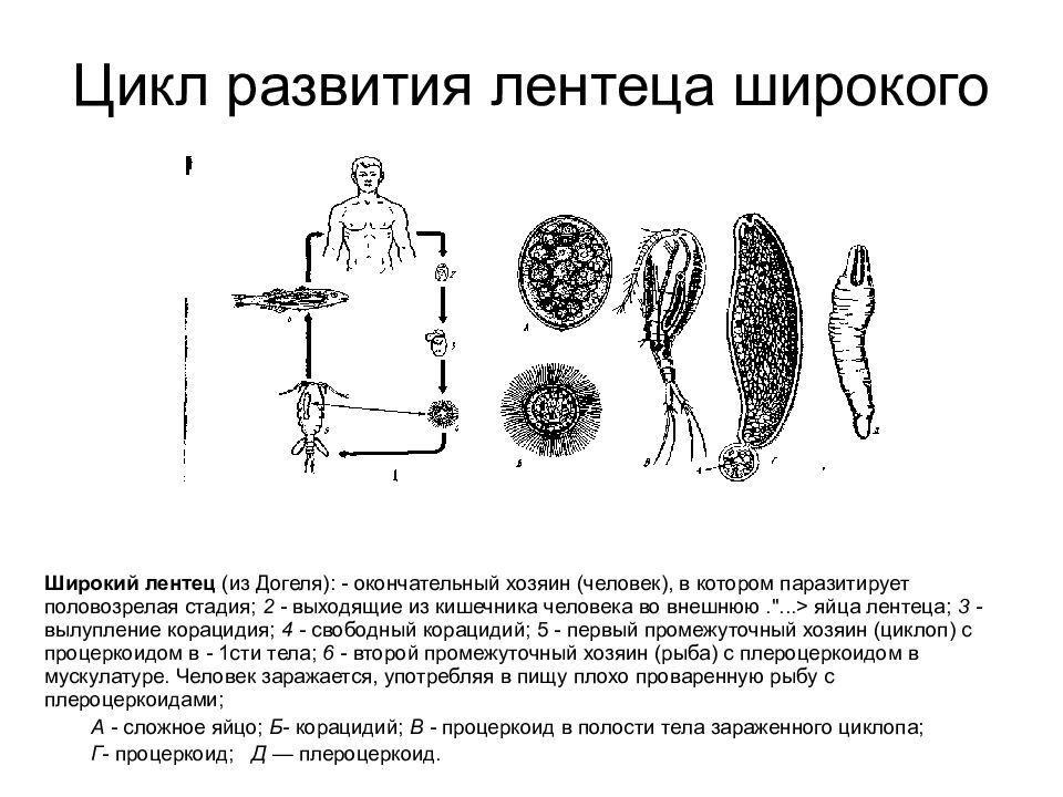 Рассмотрите рисунок на котором представлен цикл развития лентеца и ответьте на вопросы