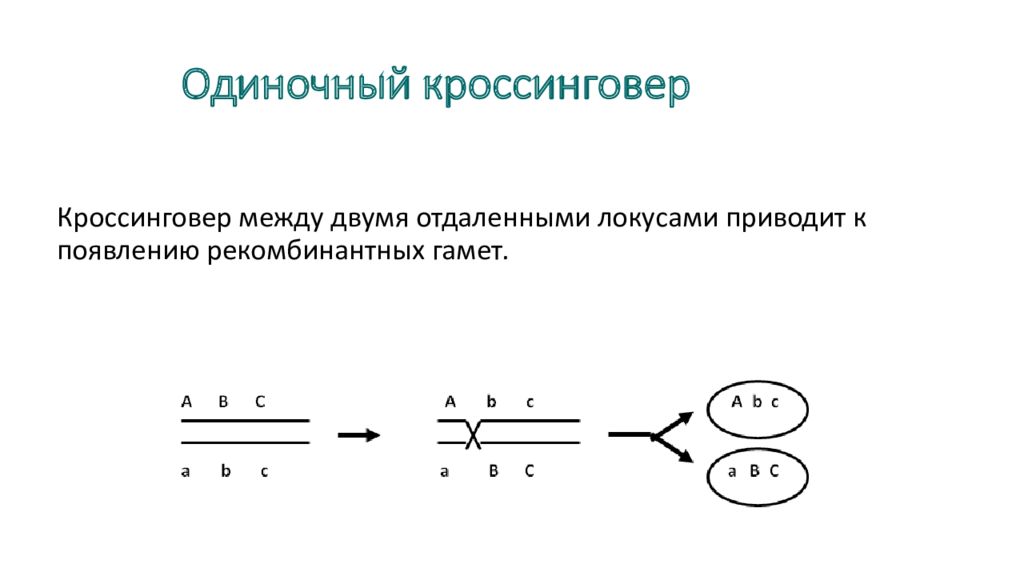 Кроссинговер это. Одиночный двойной и множественный кроссинговер. Одинарный и множественный кроссинговер.. Схема двойного кроссинговера. Митотический кроссинговер. Неравный кроссинговер.