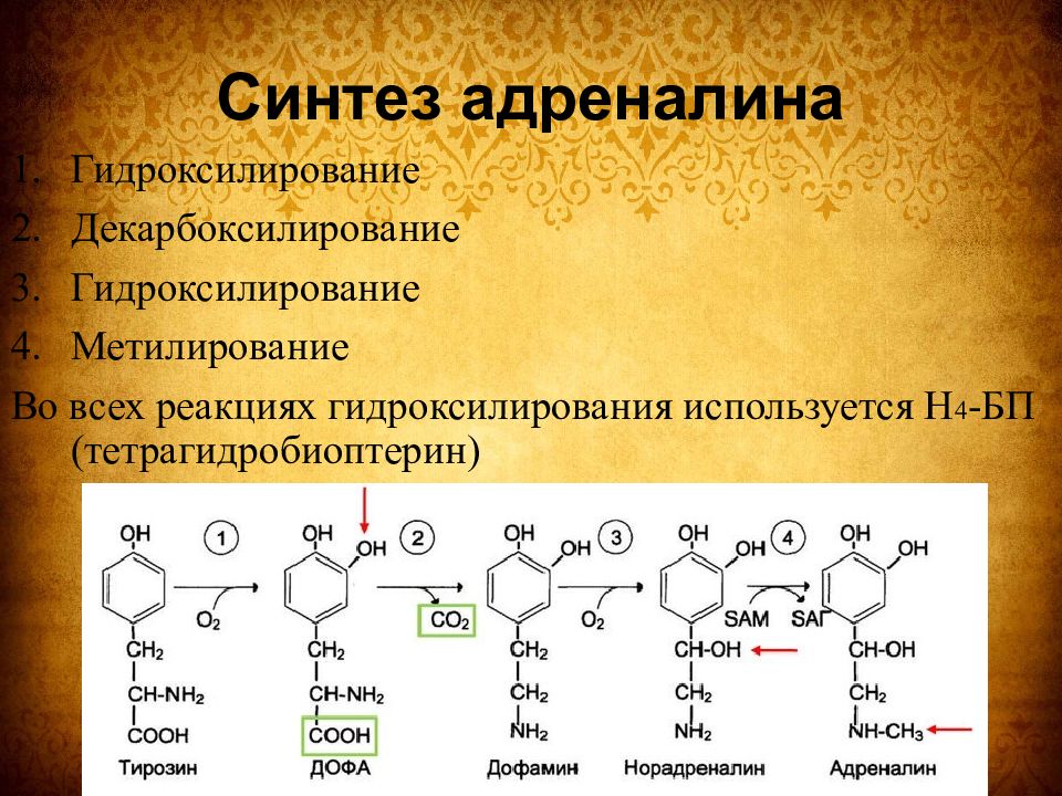 Сколько адреналина. Синтез адреналина. Синтез норадреналина. Дофамин норадреналин. Синтез тирозина.