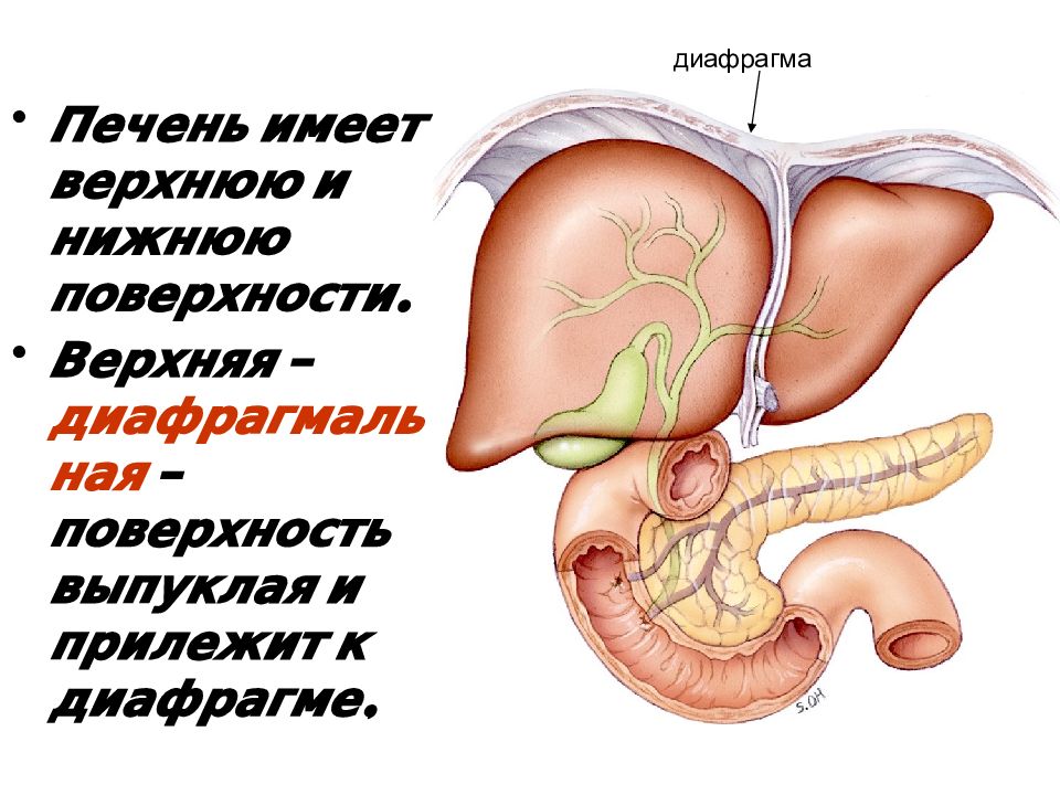 Печень имеет. Выделительная функция печени физиология. Диафрагма печень анатомия. Печень имеет 2 поверхности. Печень человека анатомия и физиология.