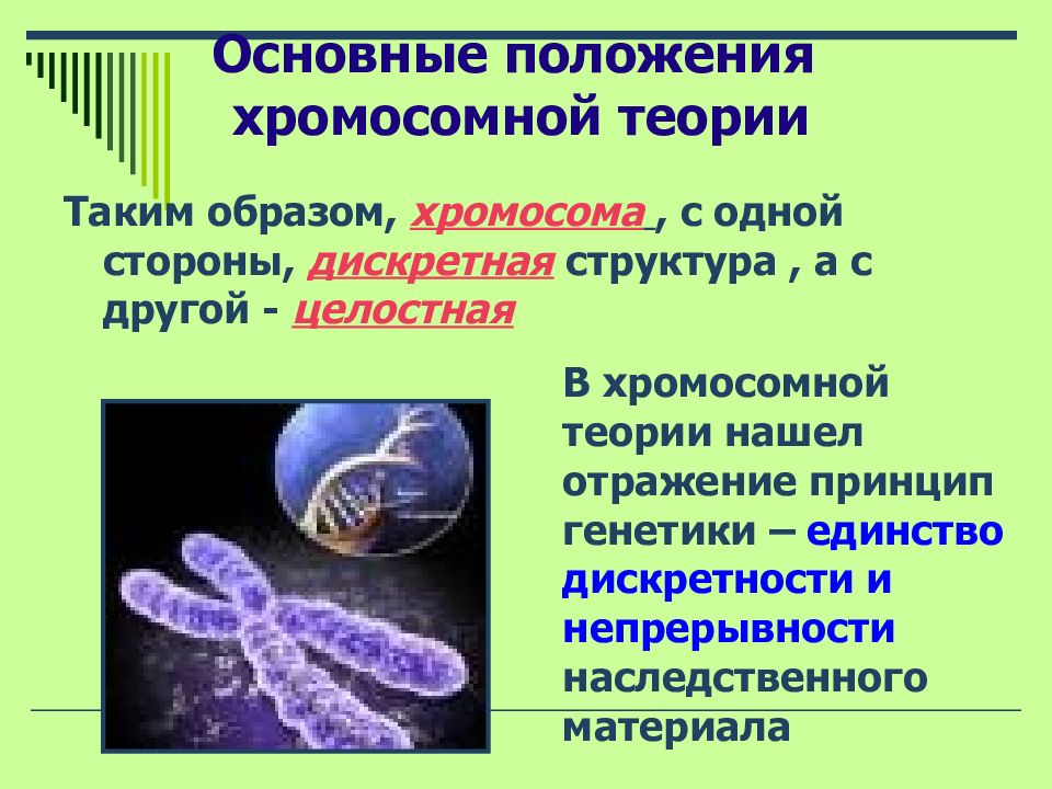 Наследственный материал растений. Основные положения хромосомной теории. Хромосомный уровень организации генетического материала. Хромосомный уровень организации наследственного материала. Геномный уровень организации генетического материала.
