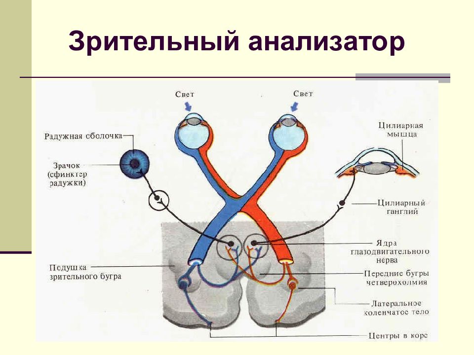 Назовите отделы зрительного анализатора обозначенные на рисунке цифрами 1