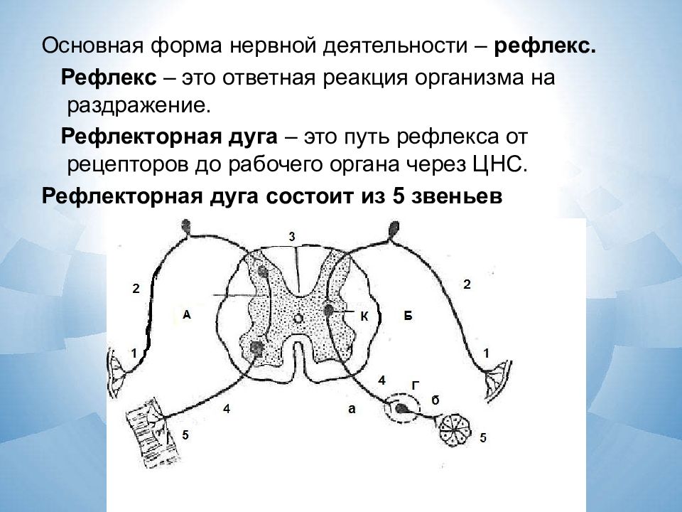 Рефлекторная деятельность нервной системы презентация 8 класс