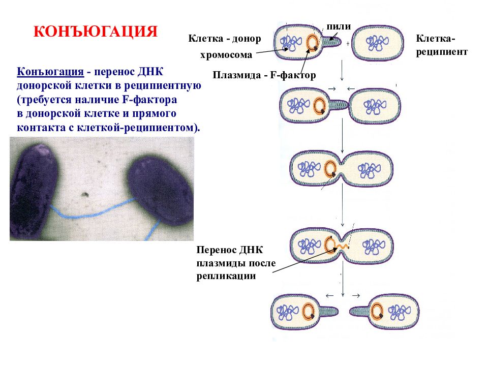 Конъюгация у бактерий схема