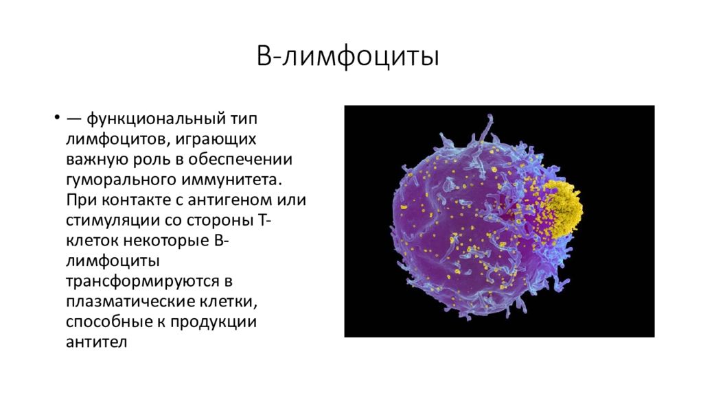 Т клетки в организме. Лимфоцит строение клетки. Лимфоциты строение и функции. B лимфоциты строение. Б-лимфоциты иммунной системы.