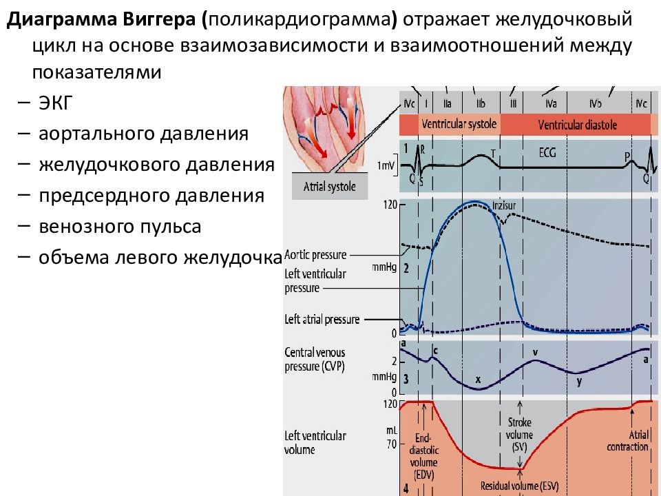 Диаграмма изменения давления и объема крови в желудочках сердца во время сердечного цикла