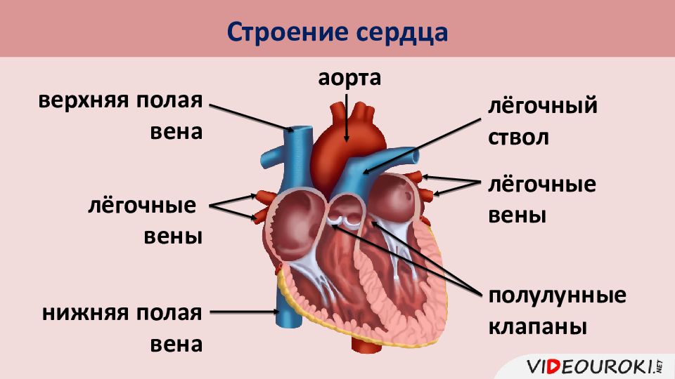 Легочный ствол рисунок. Строение сердца биология 8 кл. Биология 8 класс сердце круги кровообращения. Строение сердца человека 8 класс биология. Принцип строения сердца.