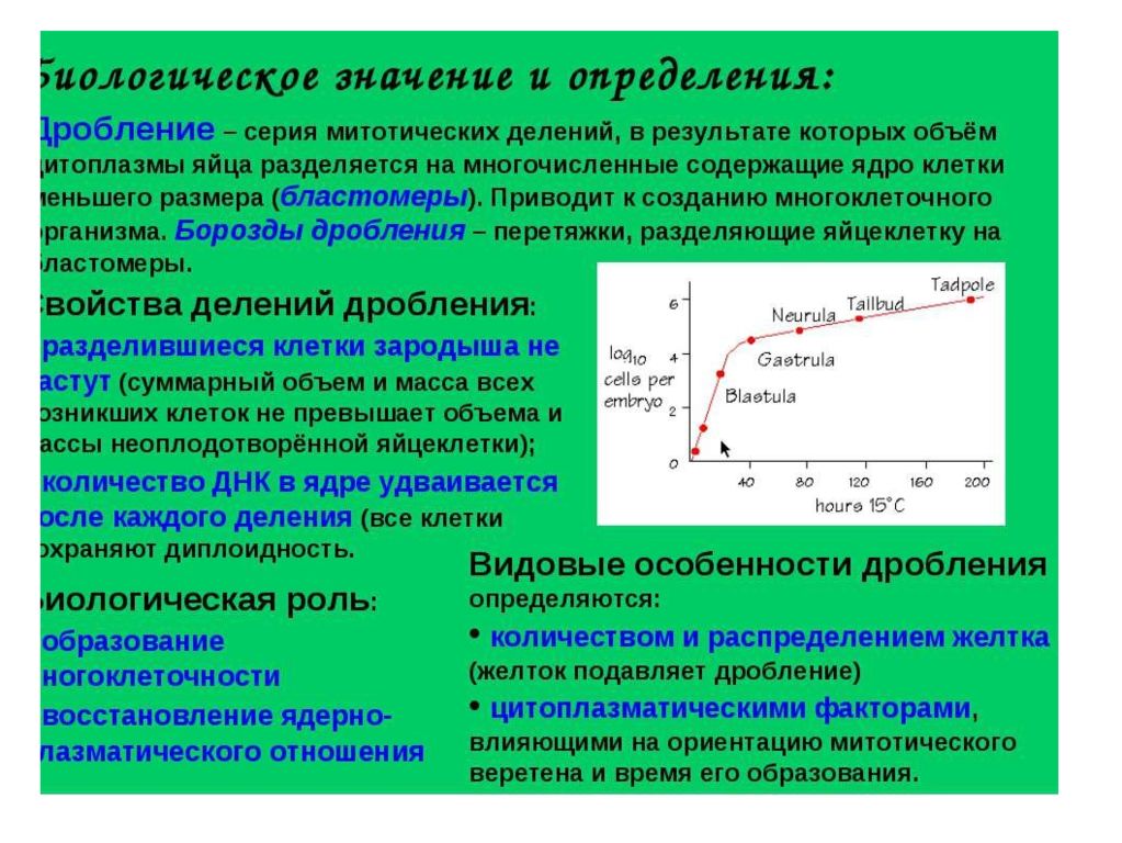 2 дробление. Значение дробления. Биологический смысл дробления. Биологическая роль дробления. Значение дробления в биологии.