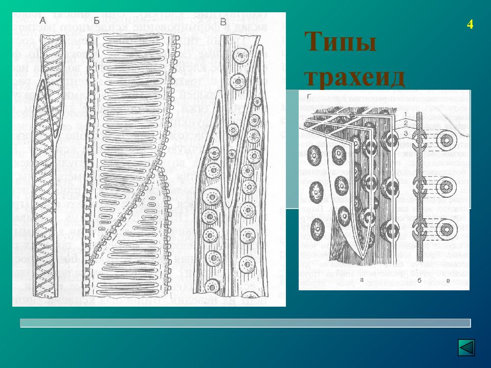 Трахеиды в древесине