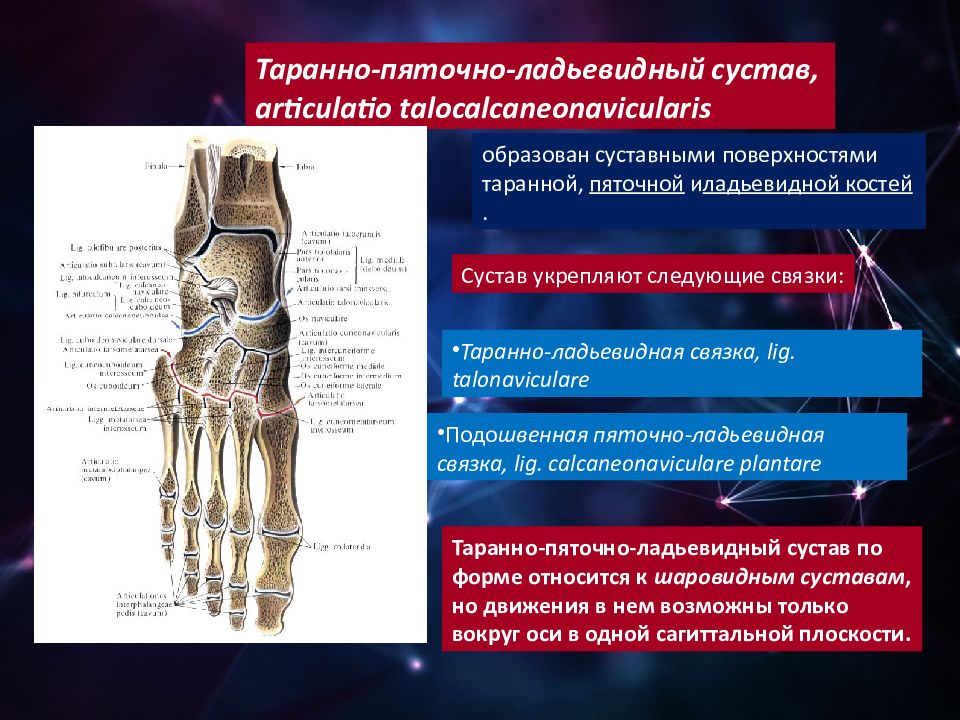 Артрология. Таранно-пяточно-ладьевидный сустав связки. Подтаранный сустав суставные поверхности. Суставы стопы подтаранный сустав. Таранно-пяточно-ладьевидный сустав движения.