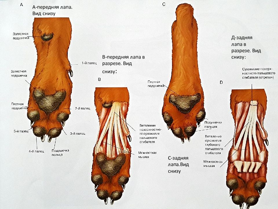 Сколько лапок у кошки. Строение лапы собаки передние. На передней лапе у собаки сзади. Передняя лапа собаки строение. Строение кошачьей лапы передней.