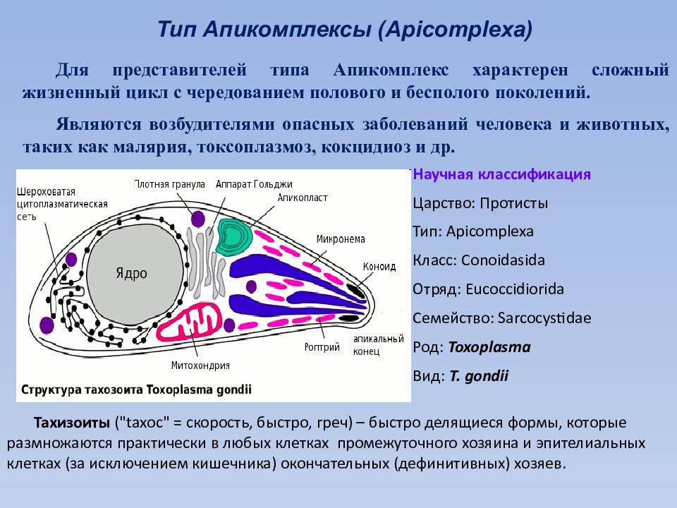 Для представителей типа характерна. Апикомплексы Споровики. Токсоплазма Апикомплексы. Тип Apicomplexa. Класс Sporozoa. Апикальный комплекс споровиков.