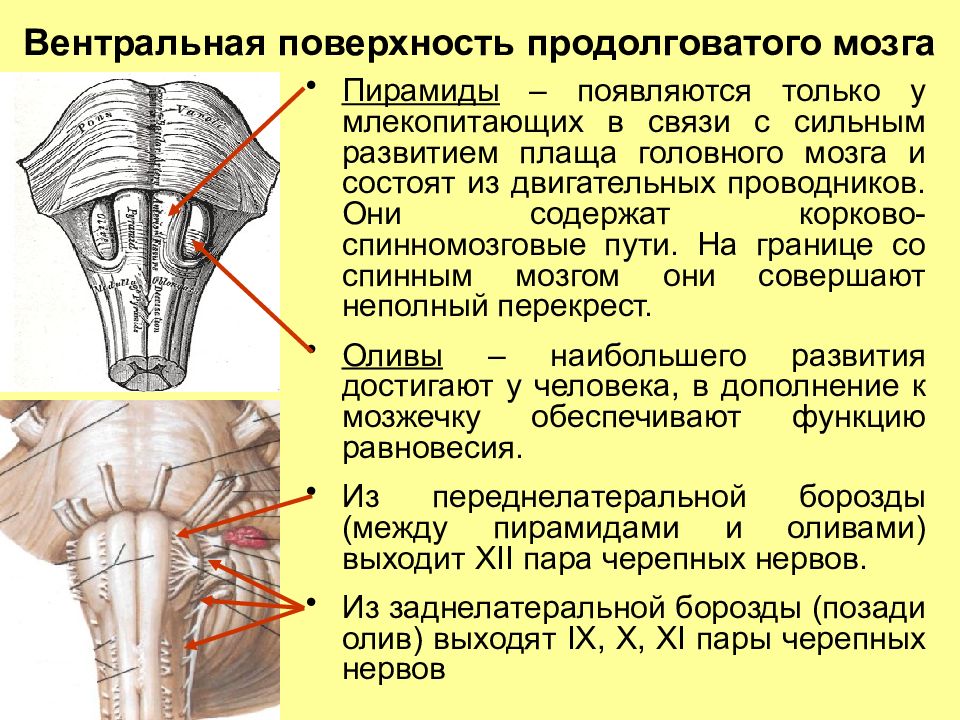 Ретикулярная формация головного мозга презентация