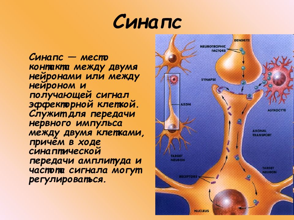 Ядро нейрона строение