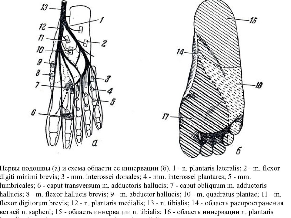 Иннервация стопы и пальцев ног схема