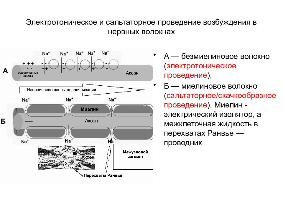 Проведение нервного возбуждения. Сальтаторный механизм проведения импульса. Механизм проведения импульса по миелиновым и безмиелиновым волокнам. Проведения возбуждения по безмиелиновым нервным волокнам. Механизм проведения нервного импульса по безмиелиновым.