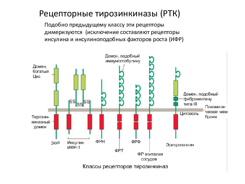 Анализ рецепторов. Тирозинкиназный Рецептор строение. Рецепторы тирозиновых киназ. Рецепторы с тирозинкиназной активностью. Тирозинкиназа биохимия.