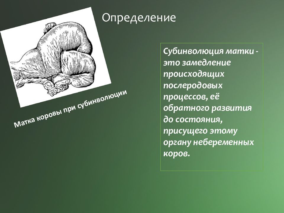 Процесс нея. Субинволюция матки. Субинволюции матки у коров. Субинволюция матки после родов у коровы. Ветеринария . Субинволюция матки . Корова.