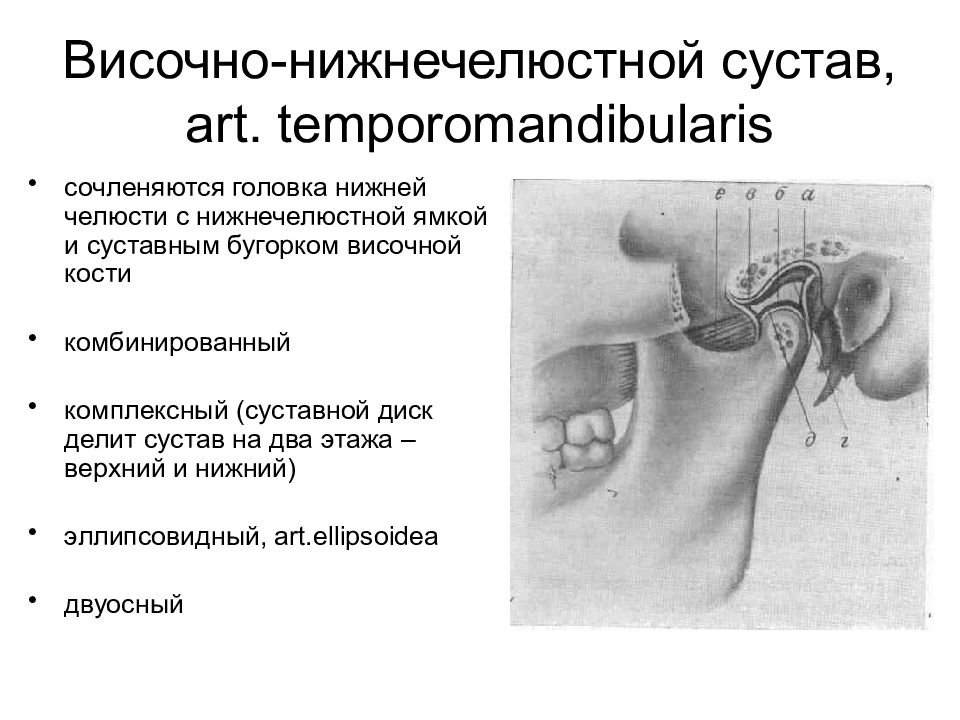 Височно нижнечелюстной сустав