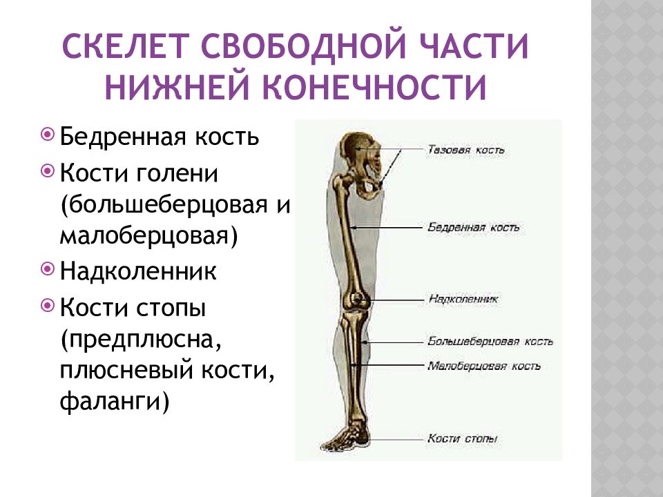 Кости скелета нижней конечности