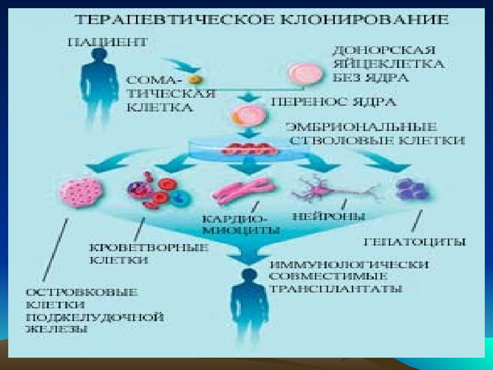 Репродуктивное клонирование картинки