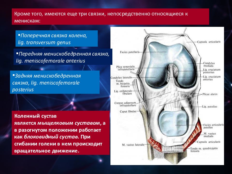 Связки 3. Учение о соединениях костей артрология. Артрология классификация. Артрология коленный сустав. Поперечная связка.